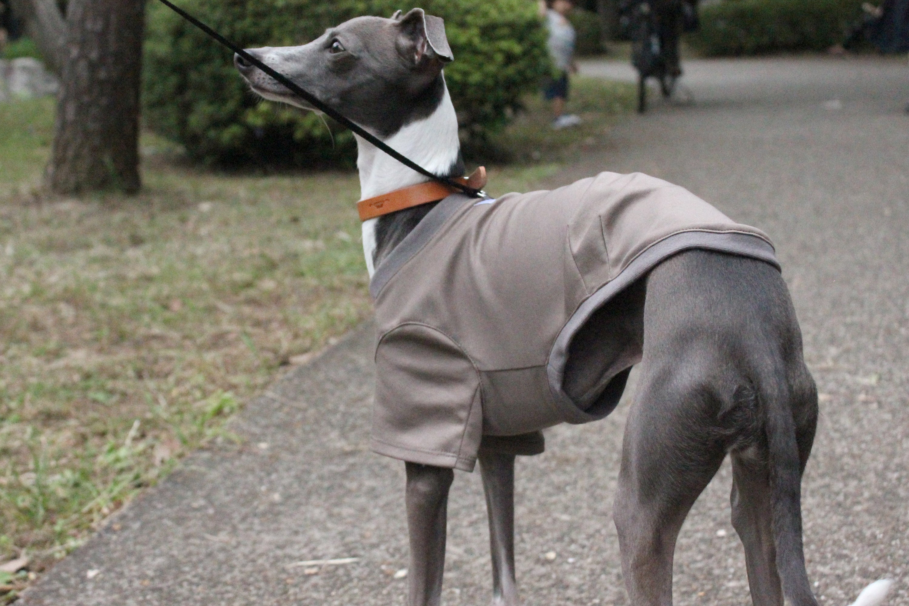 YIGGY | イタグレ イタリアングレーハウンド専門の犬服オンラインサイト